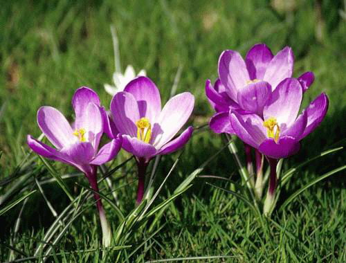Crocus